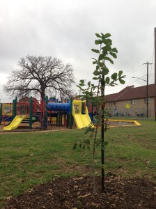oak-by-playscape.jpg