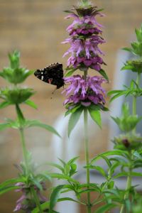 FeedingtheWebButterflyonHorsemint