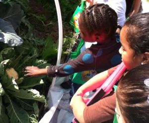 Children meet Cauliflower