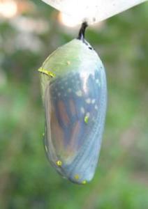 monarch chrysalis