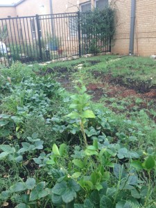 AFTER - Rainscape one month later in a big rain event